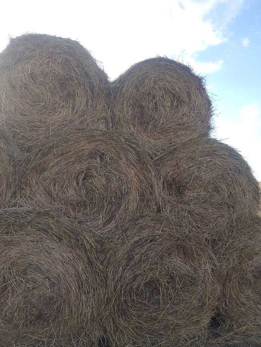 сено суданка в рулонах