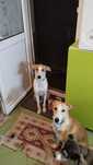 Adoptie cateluse superbe Bucuresti si imprejurimi