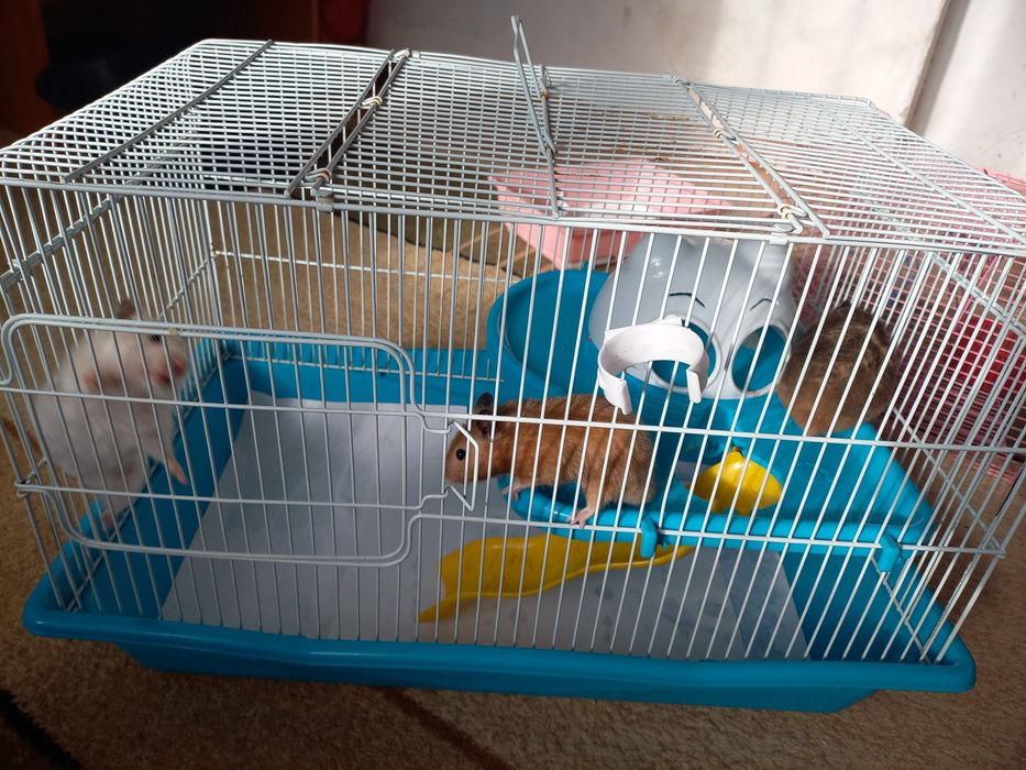 Продаются хомяки с клеткой