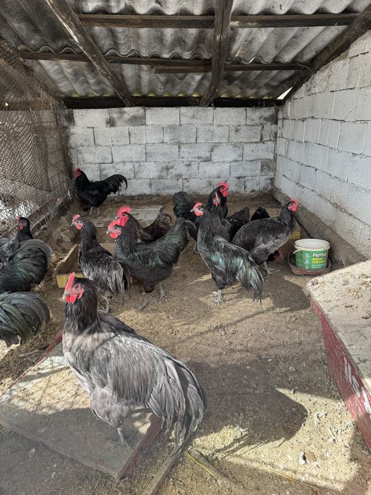 Vând cocoși rasa Australorp