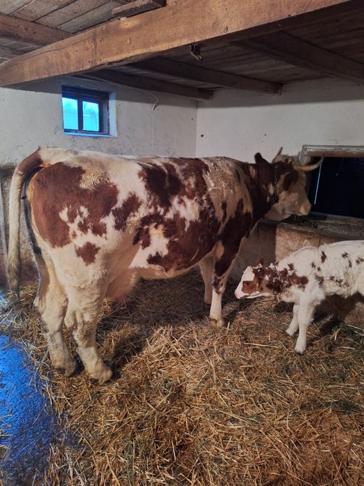 Vând vaca a treia fatare