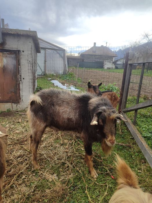 Vând un țap și o capra