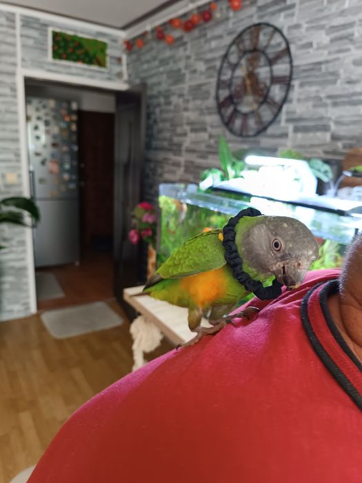 Vând papagal Senegal blând oferta