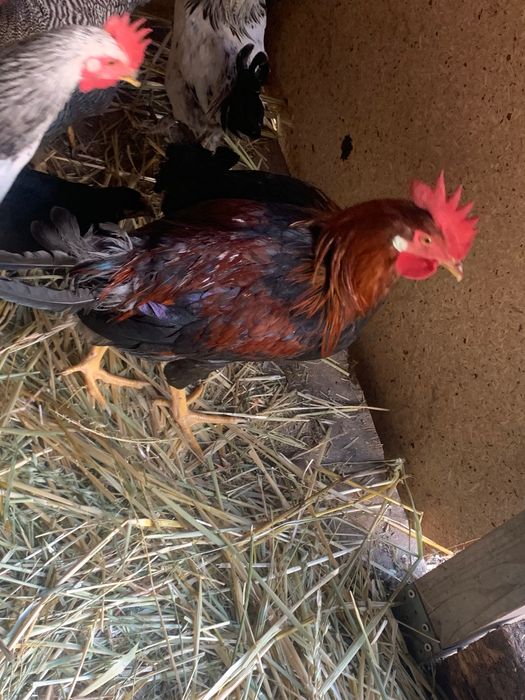 Cocosi Leghorn si playmontrok