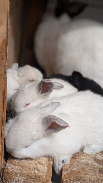 Iepurași curați ,scumpi pentru copilași sau de carne .
