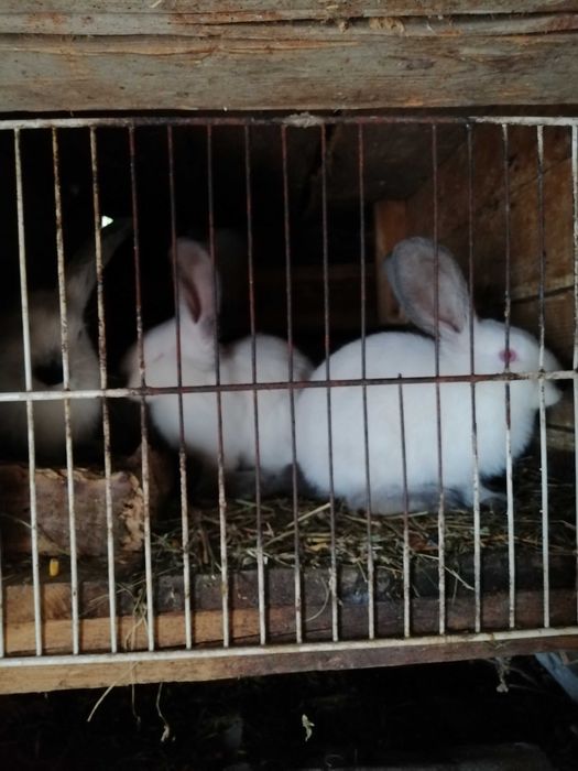 Vând iepuri Uriaș de Transilvania