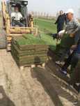 Рулонный газон Самарканд