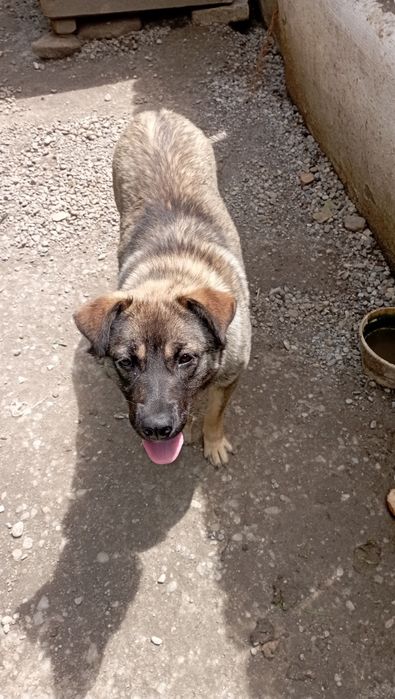 Donez un cățel de talie medie