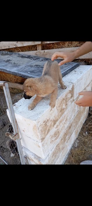 Alabay gidik sotiladi