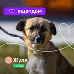 Собачка (4 года) в добрые руки
