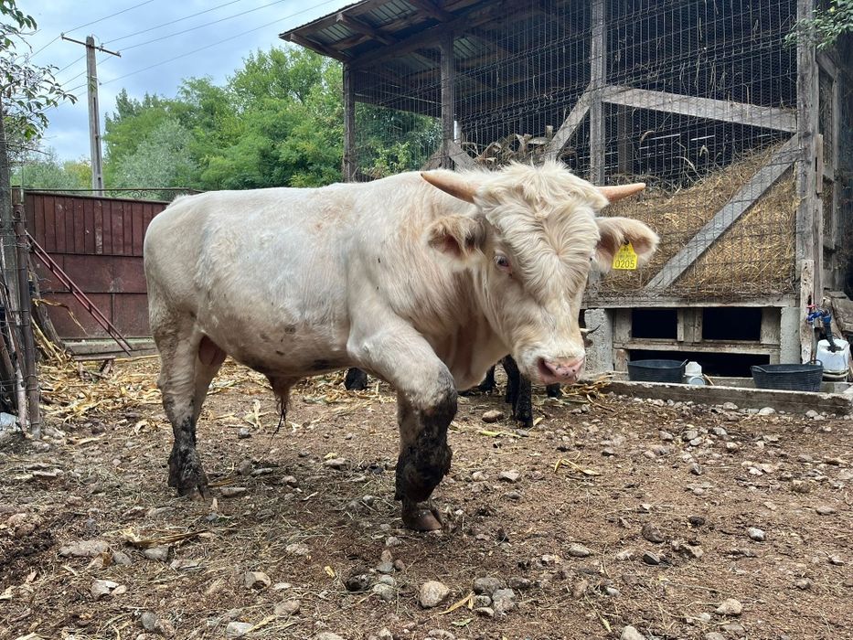 Vând vaca si taur