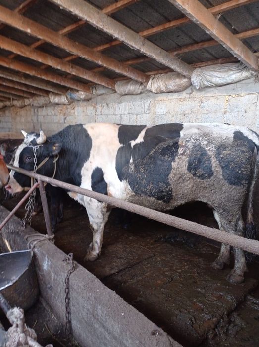 Продам быка Галштейн