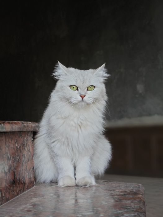 Britan qiz shinshilla sotuvda