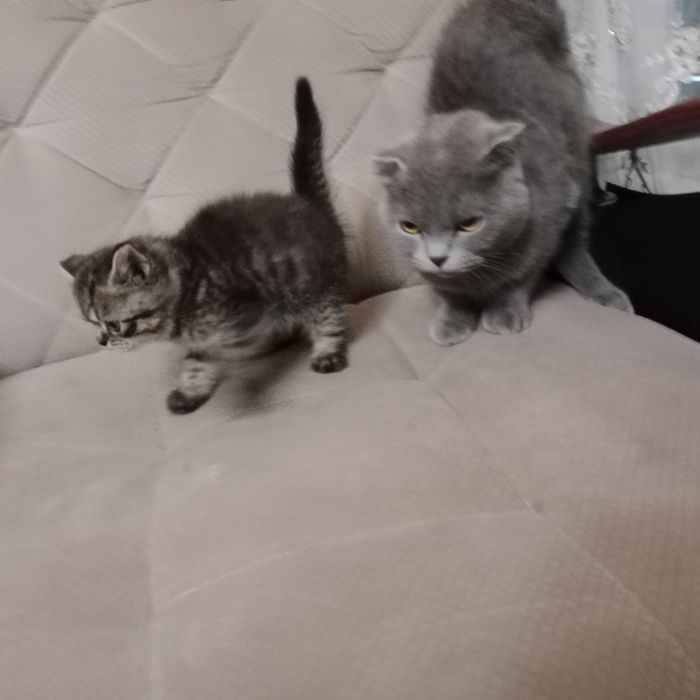 Sotiladi bolasini oganga onasi tekin