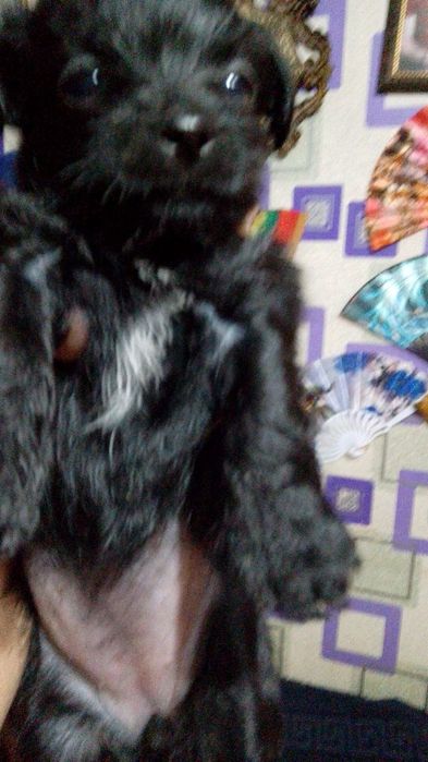 Продаются щеночки Йорка  маленькие