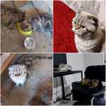 Scottish fold zoti
