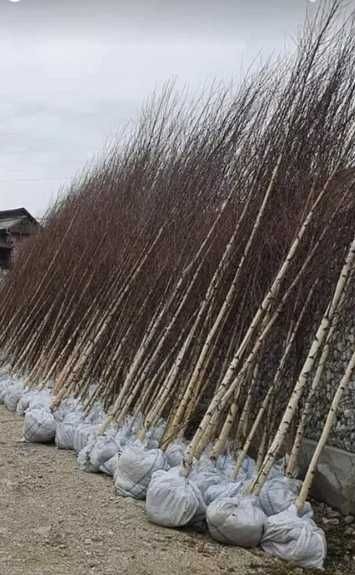 Selectie Arbori Ornamentali • Tei, Carpen, Platan, Arțar