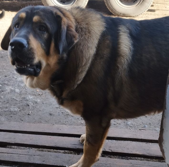 Продажа щенков испанского мастифа