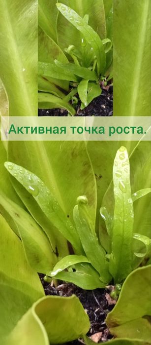 Асплениум Нидус. Цветы для дома. 
В наличии.