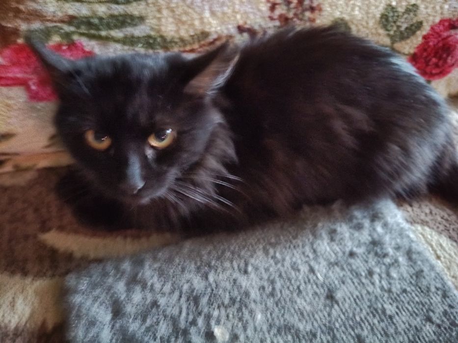 Срочно нужен дом для котенка!