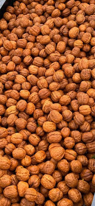 Vindem nuca soi fernor