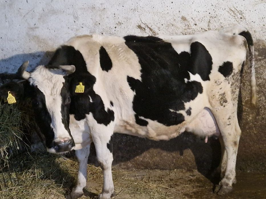 Vând vacă Holstein