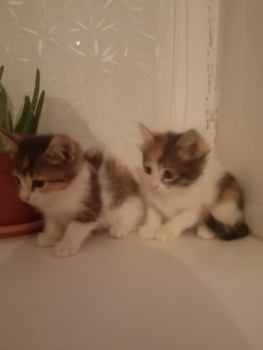 отдам в добрые руки котят.