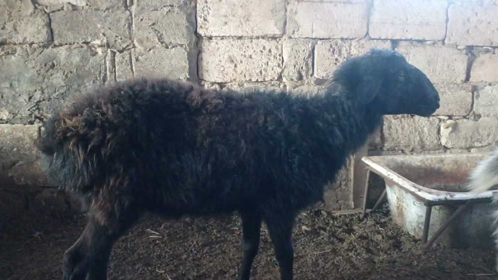 Қошқар еділбай сатылады