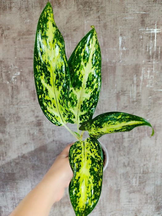 Аглаонема разных сортов