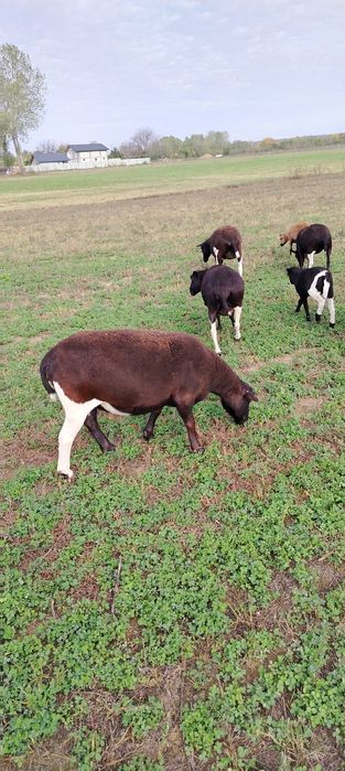 Vind oi de carne, preț ușor negociabil