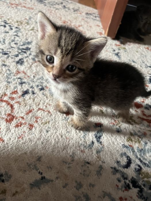 Отдам бесплатно.