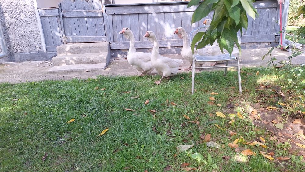 Gâște Holmogor mature