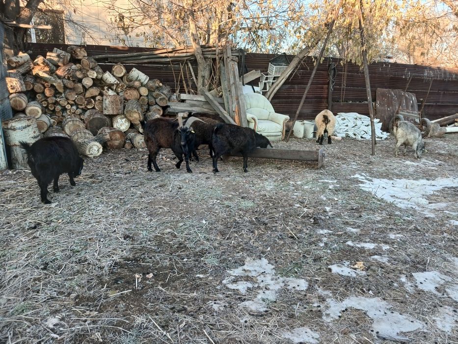 Продам коз 9 голов