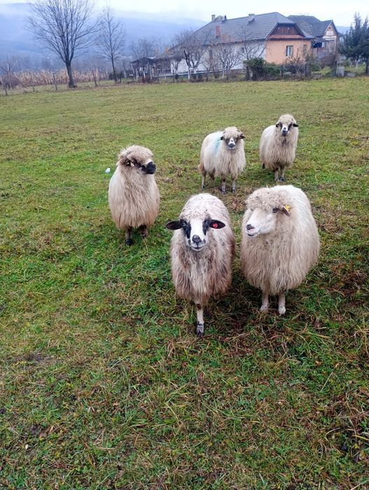 Vând 5 oi bune , gestante