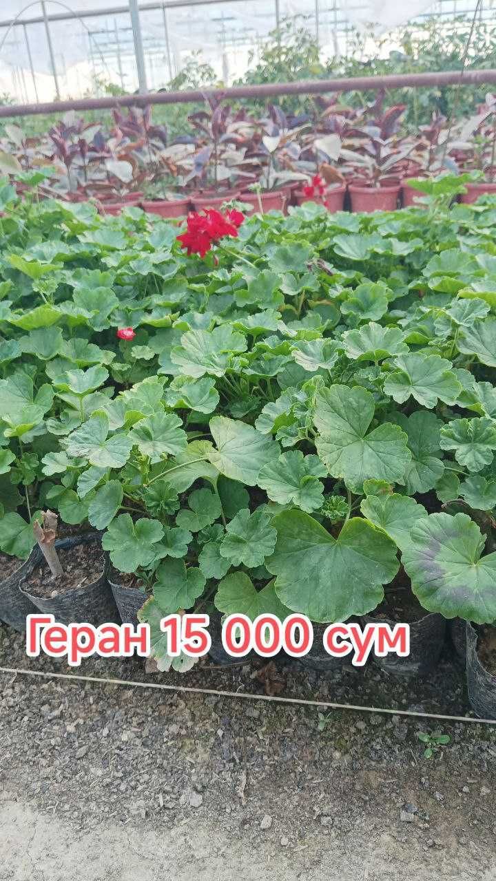 Гуллар. Хона ва Уй гуллари