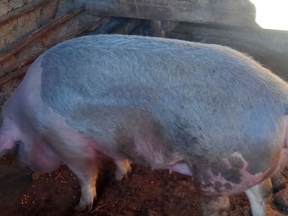 De vânzare 250-300 kg