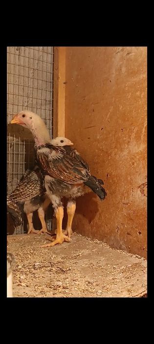 Dakan jojala sotiladi