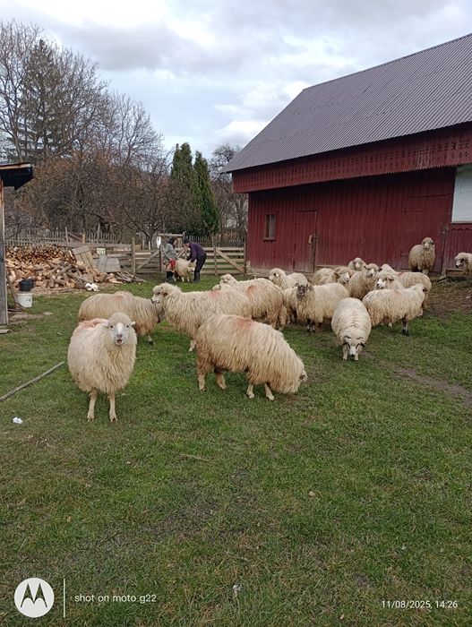 Cinci oi de vânzare