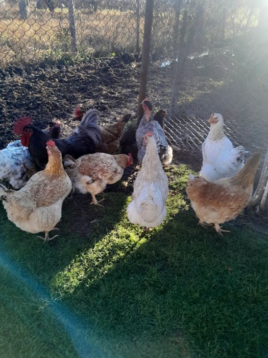 Vînd gaini de casa de anul trecut