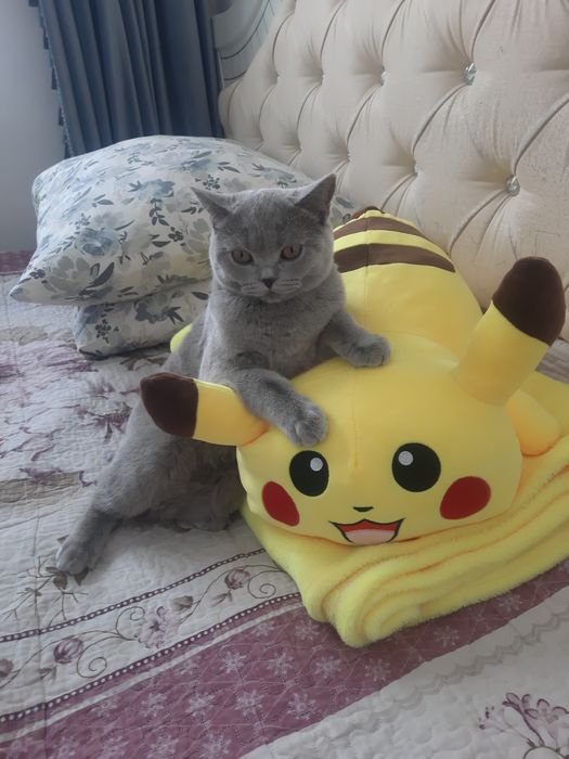 Красотка ищет кота