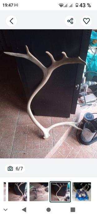 Vând coarne, trofeu