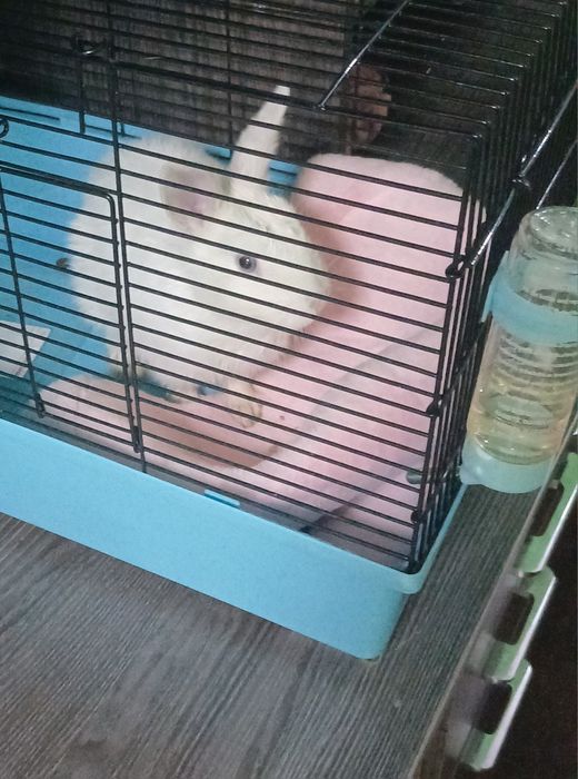 Продам кролика с клеткой