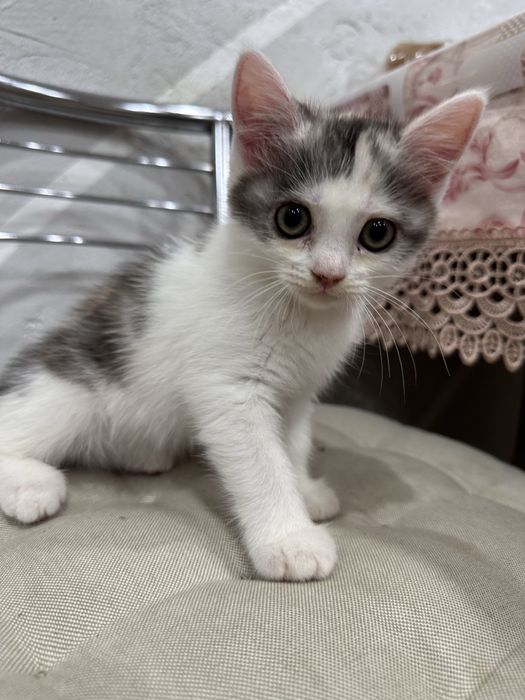 Кошка мышеловка в добрые руки