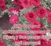 Продам Хризантемы, мультифлора,красные