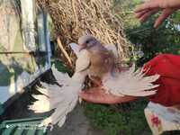 Продам голубей породы Бакинец