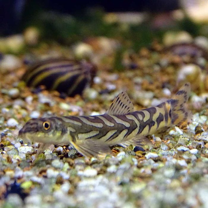 Аквариумные рыбки! Вьюн зодиак