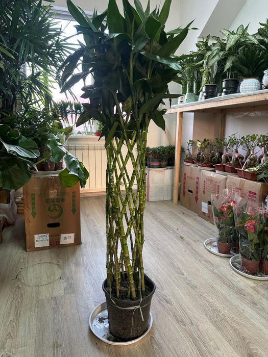 Бамбук для привлечения  достатка