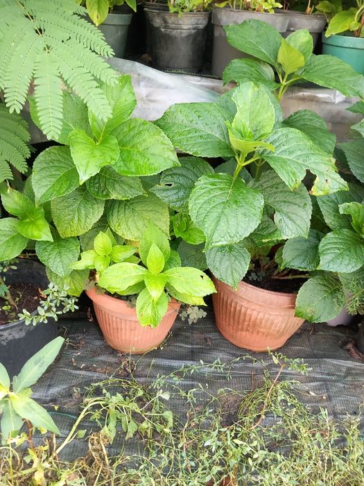 Vând puieți de smochini la ghiveci altoiti și hortensi la ghiveci