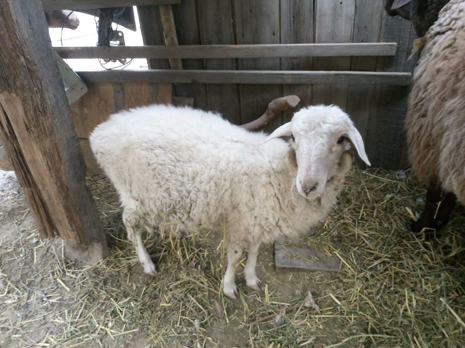 Продам баран бараниха