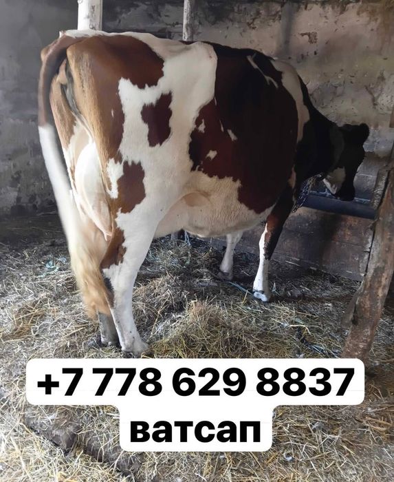 Продам корову по имени гуля